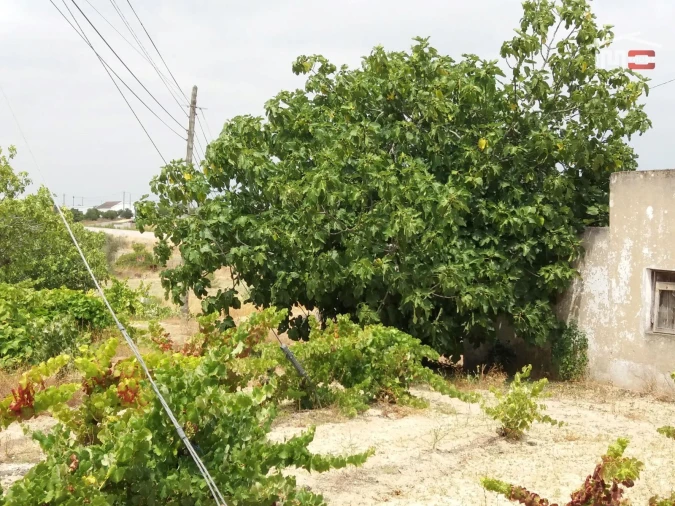Terreno Agricola ou Rústico para Venda em Coruche, Fajarda e Erra Foto 7