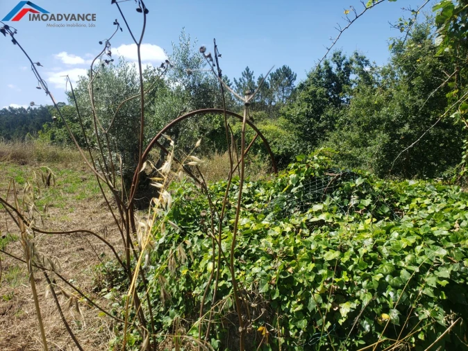 Moradia T1 para Venda em Figueira de Lorvão Foto 12