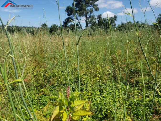 Moradia T1 para Venda em Figueira de Lorvão Foto 15