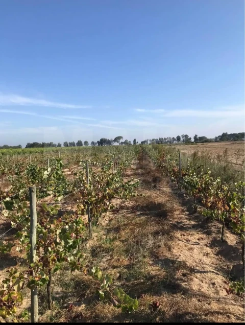 Terreno para Venda em Almeirim