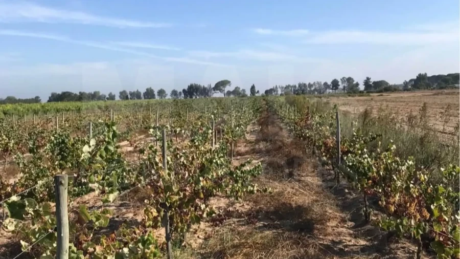 Terreno para Venda em Almeirim
