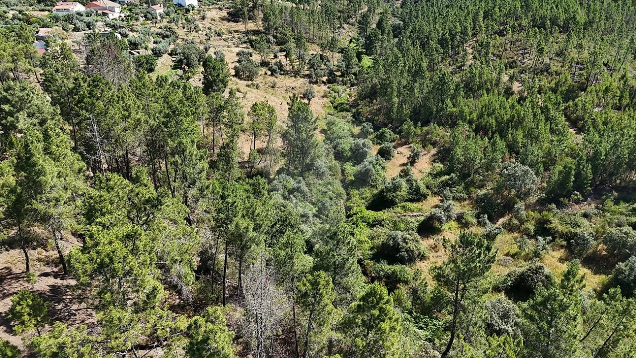 Terreno para Venda em São Vicente da Beira Foto 6