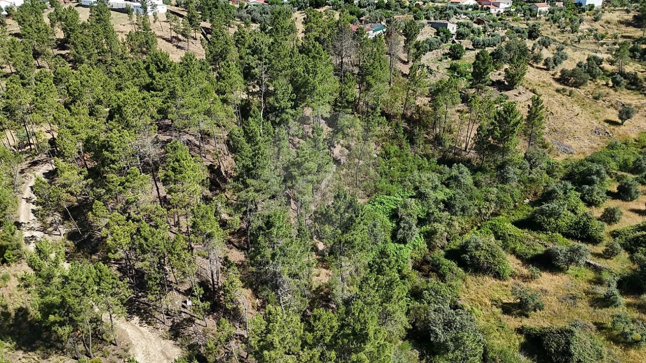 Terreno para Venda em São Vicente da Beira Foto 4