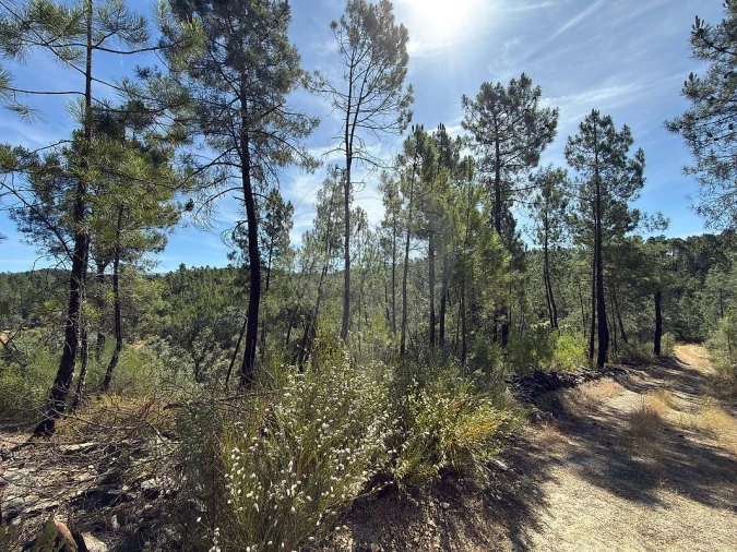 Terreno para Venda em São Vicente da Beira Foto 10