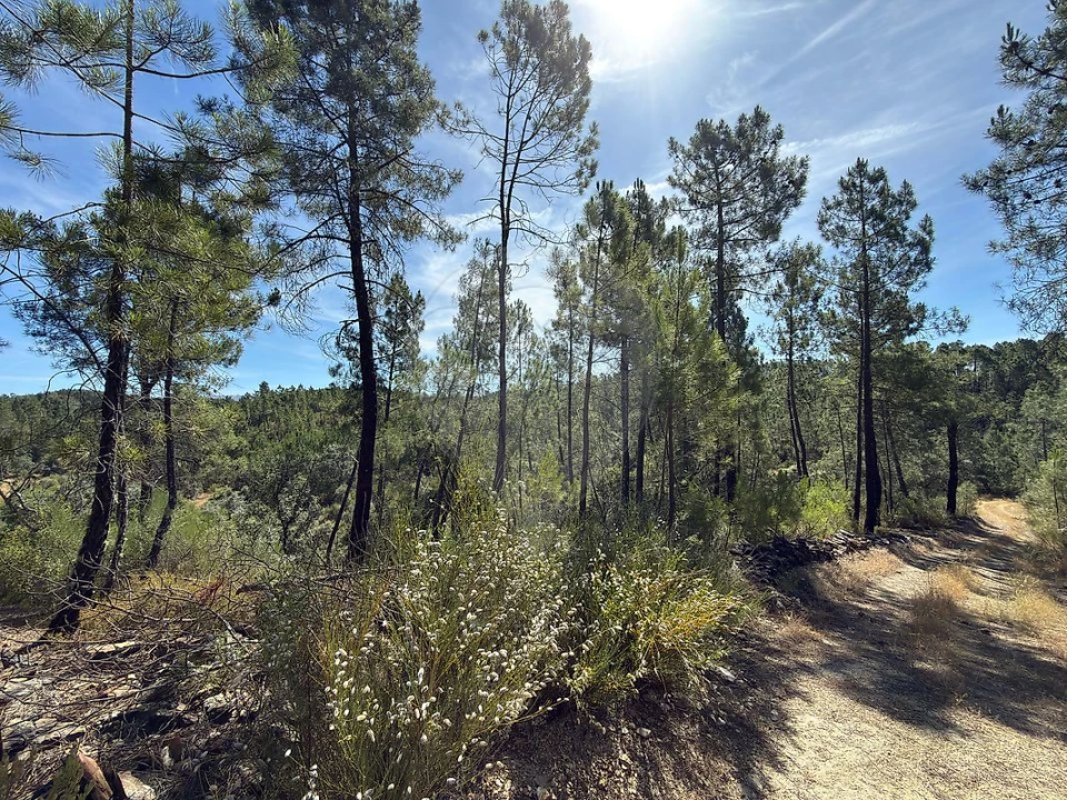 Terreno para Venda em São Vicente da Beira Foto 10