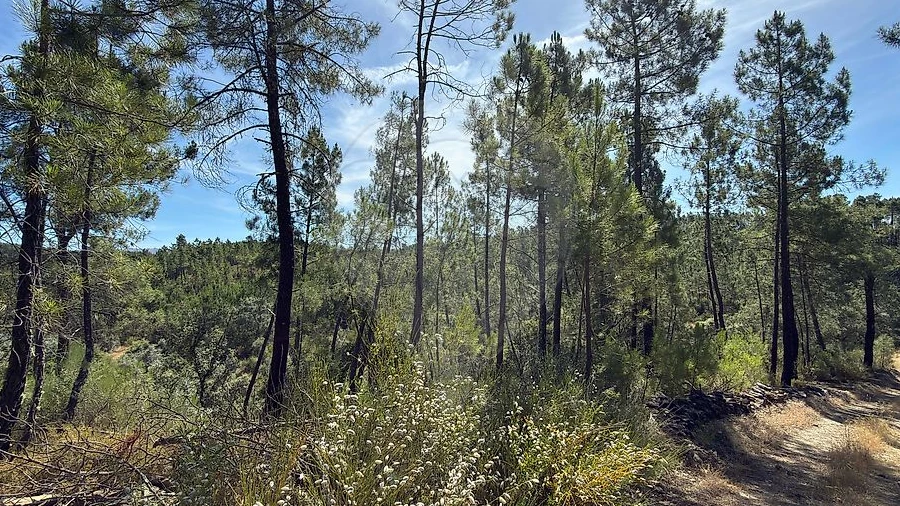 Terreno para Venda em São Vicente da Beira