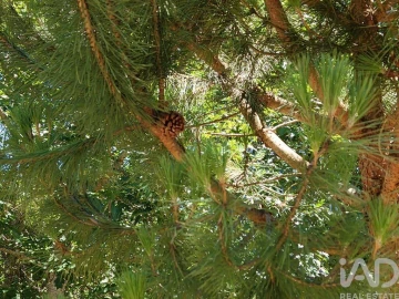 Terreno para Venda em Currelos, Papízios e Sobral