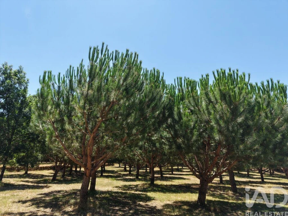 Terreno para Venda em Currelos, Papízios e Sobral Foto 11