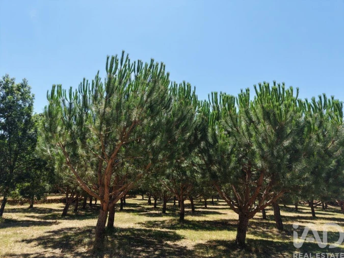 Terreno para Venda em Currelos, Papízios e Sobral Foto 11