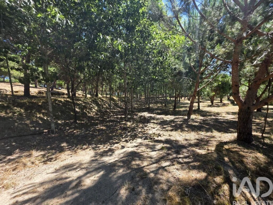 Terreno para Venda em Currelos, Papízios e Sobral Foto 13