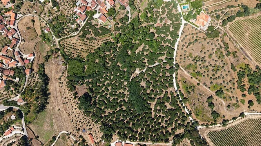 Terreno para Venda em Currelos, Papízios e Sobral