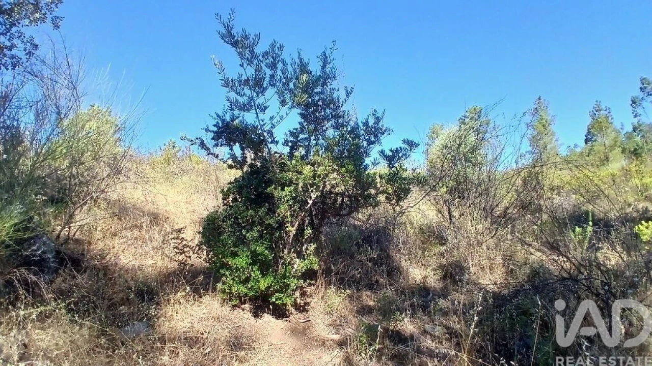 Terreno para Venda em Ninho do Açor e Sobral do Campo Foto 17