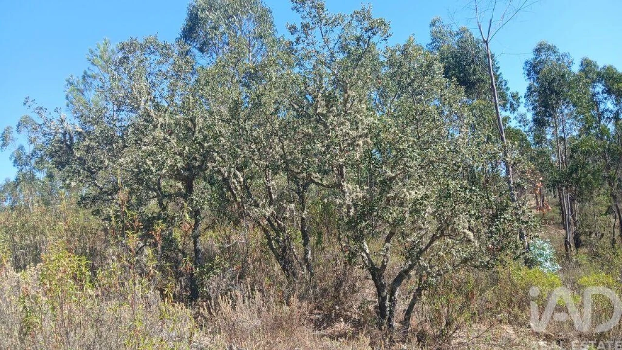 Terreno para Venda em Ninho do Açor e Sobral do Campo Foto 16