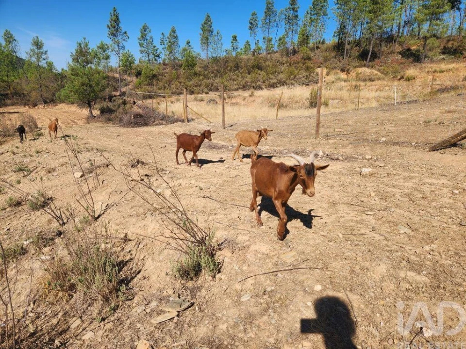 Terreno para Venda em Ninho do Açor e Sobral do Campo Foto 18