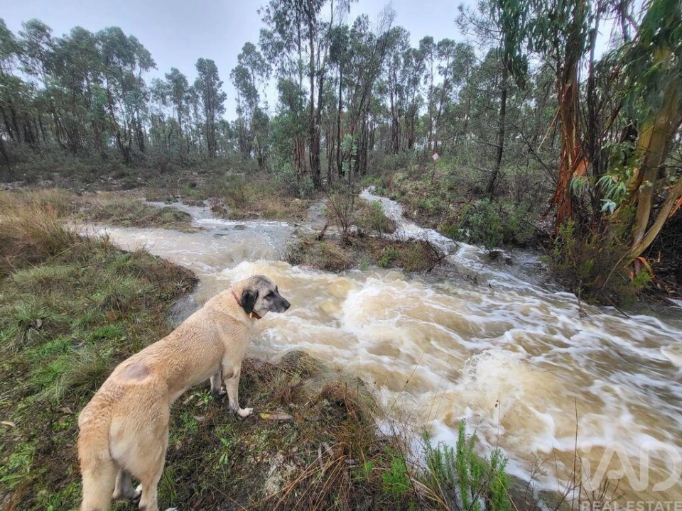 Terreno para Venda em Ninho do Açor e Sobral do Campo Foto 2
