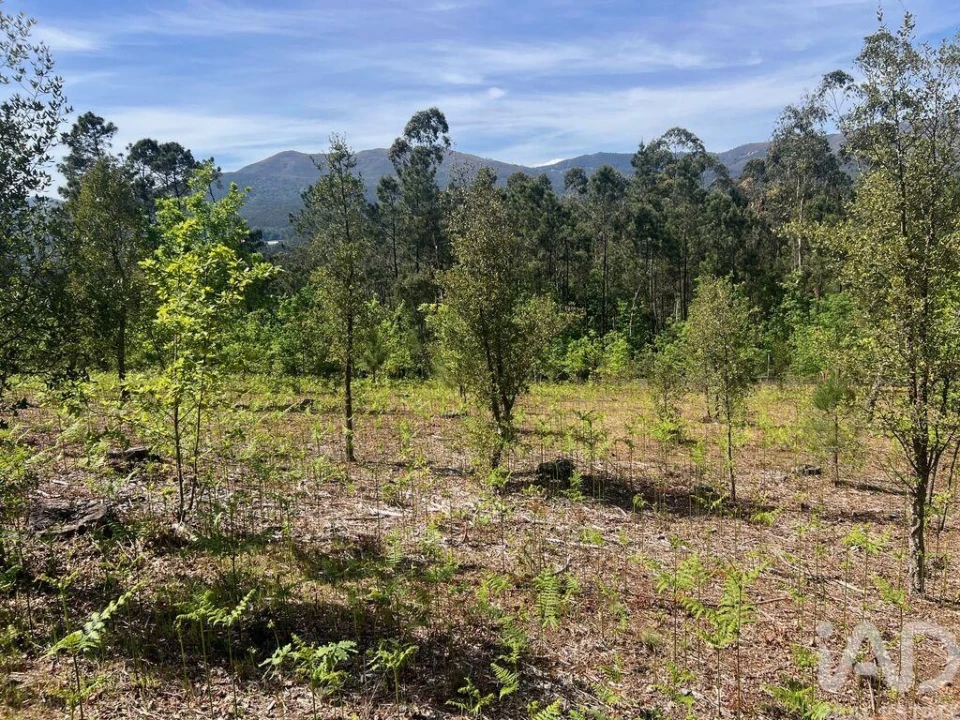 Terreno para Venda em Santa Cruz da Trapa e São Cristóvão de Lafões Foto 5