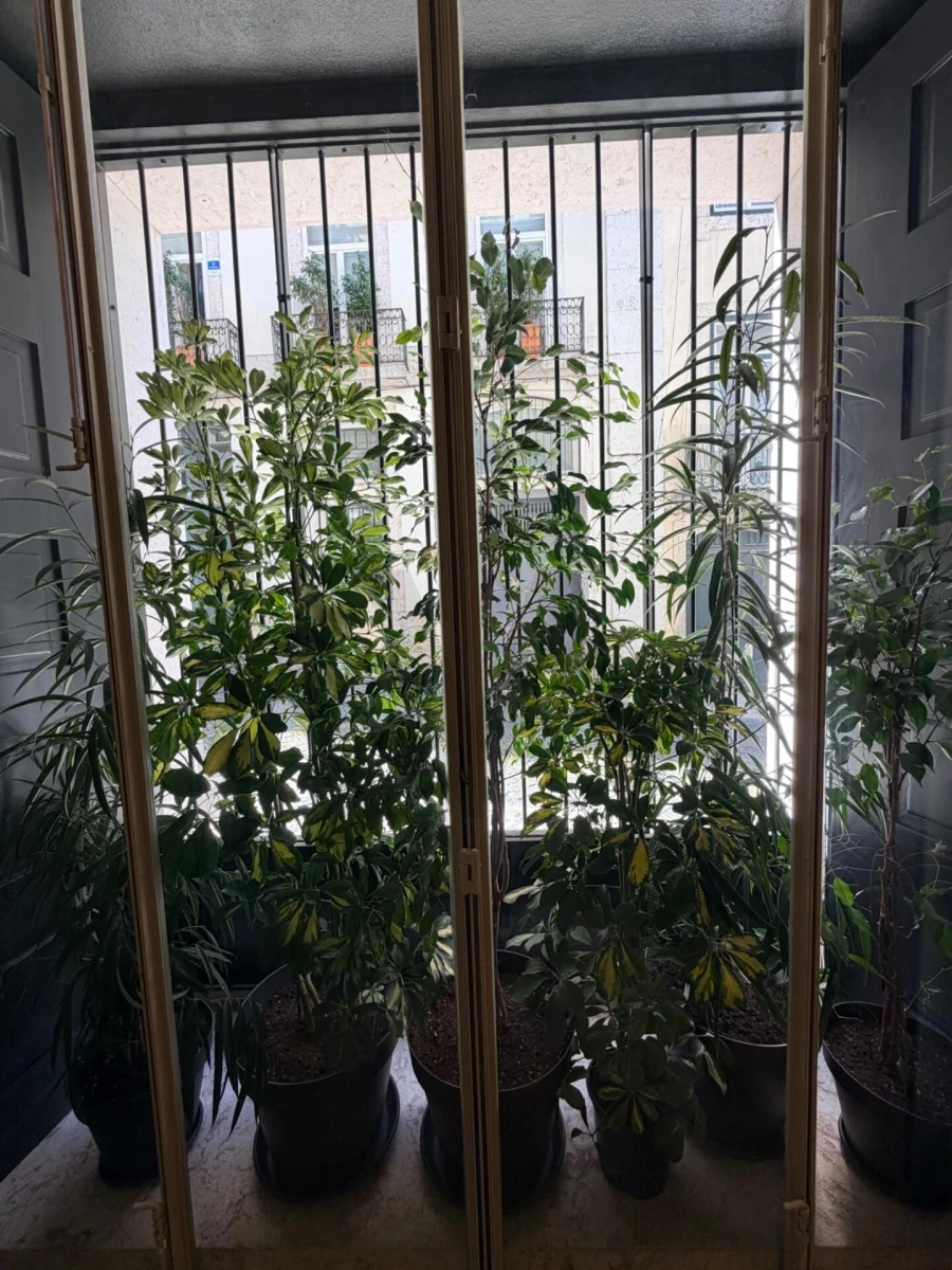 Apartamento para Venda em Santa Maria Maior Foto 8