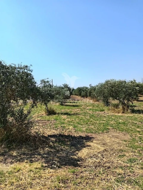 Terreno para Venda em São João Baptista