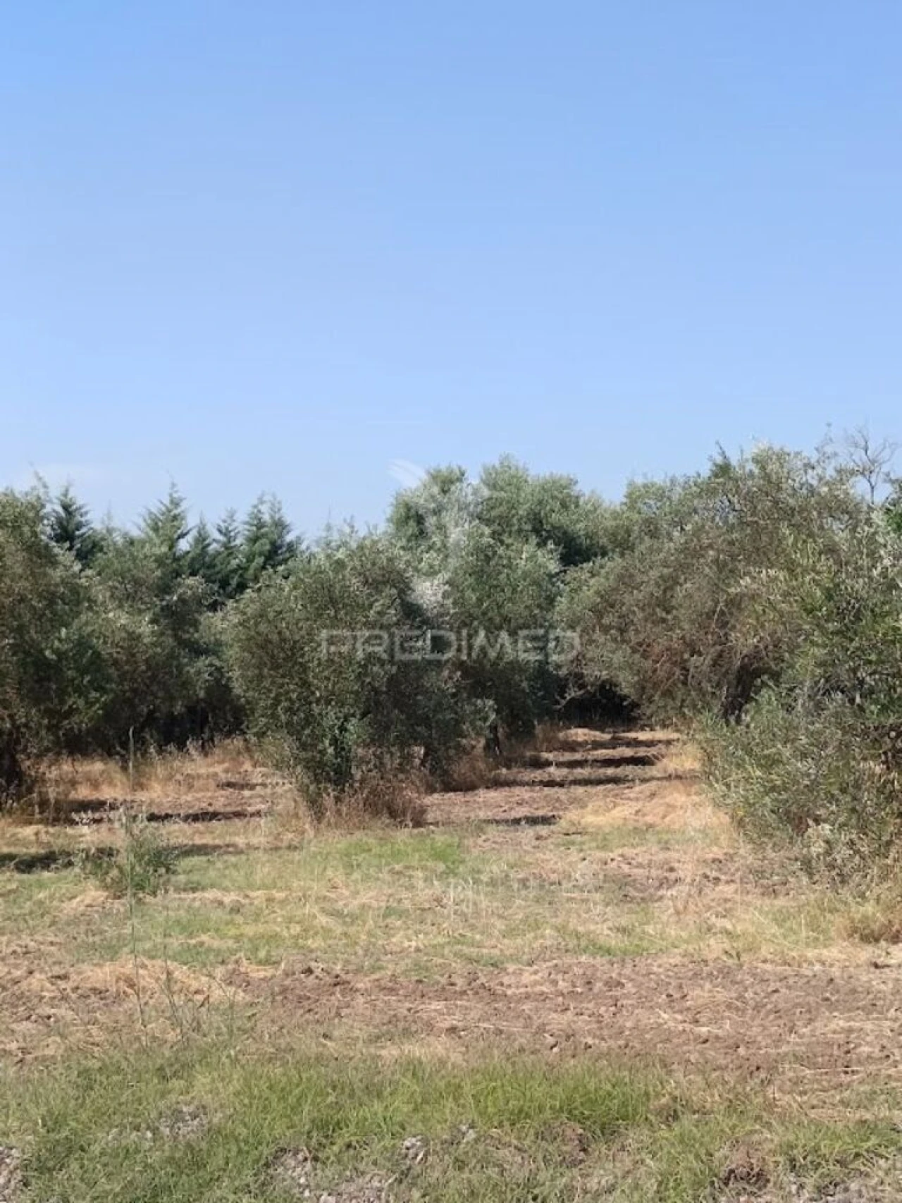 Terreno para Venda em São João Baptista Foto 4