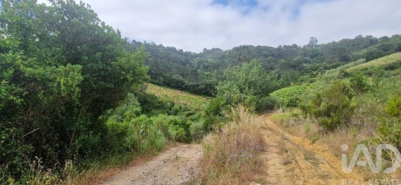Terreno para Venda em Mafra