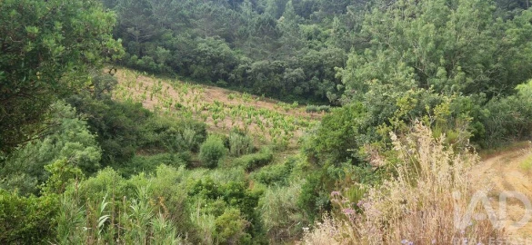 Terreno para Venda em Mafra