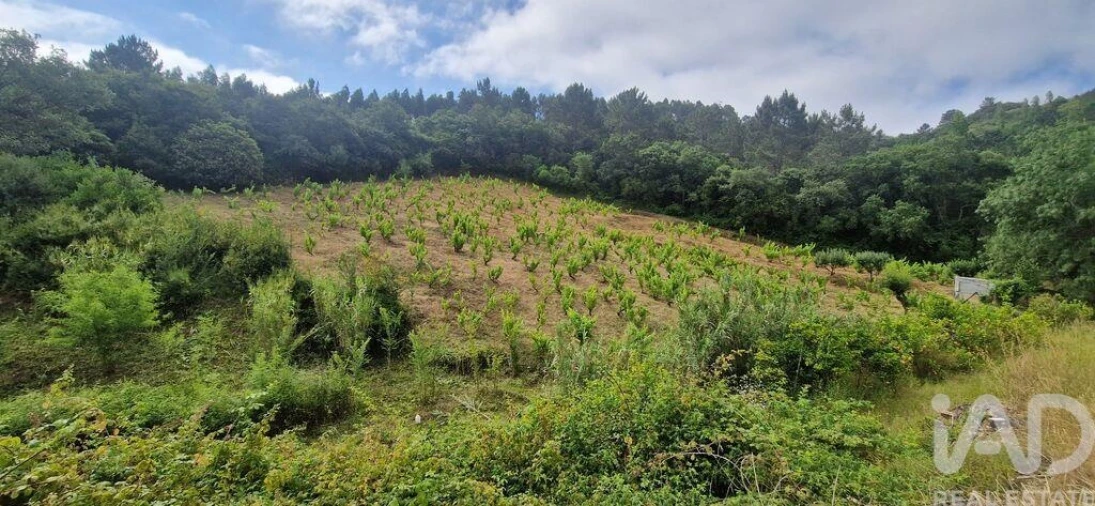 Terreno para Venda em Mafra Foto 4