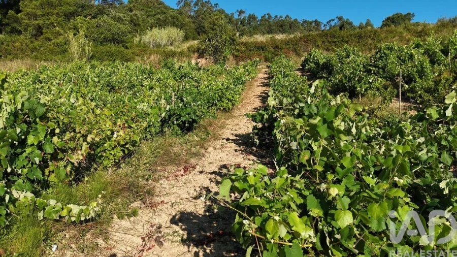 Terreno para Venda em Mafra Foto 23