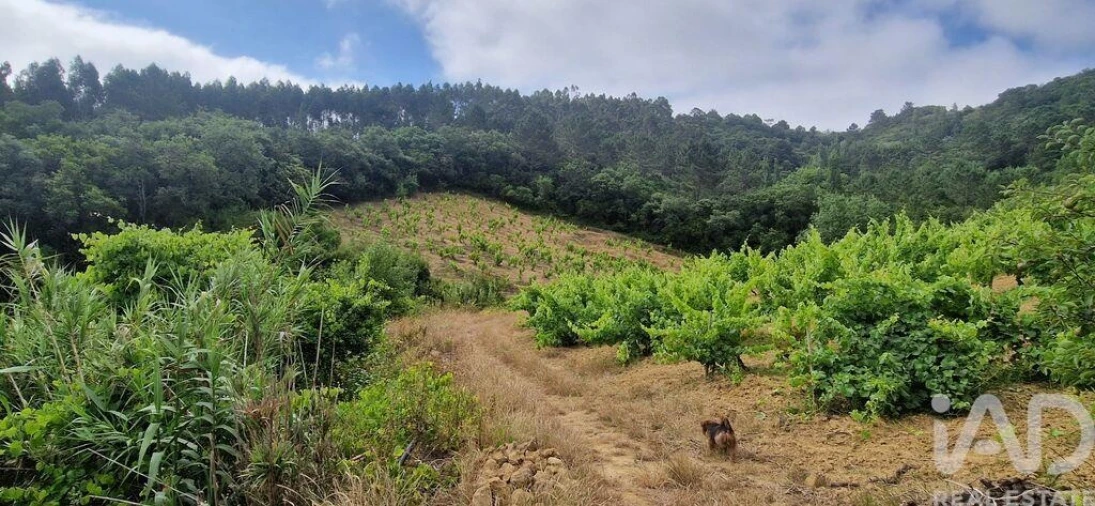 Terreno para Venda em Mafra Foto 5