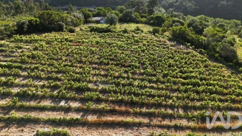 Terreno para Venda em Mafra