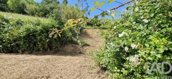 Terreno para Venda em Azueira e Sobral da Abelheira