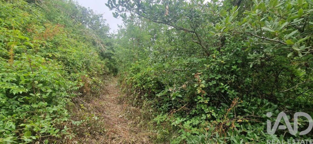 Terreno para Venda em Azueira e Sobral da Abelheira Foto 6
