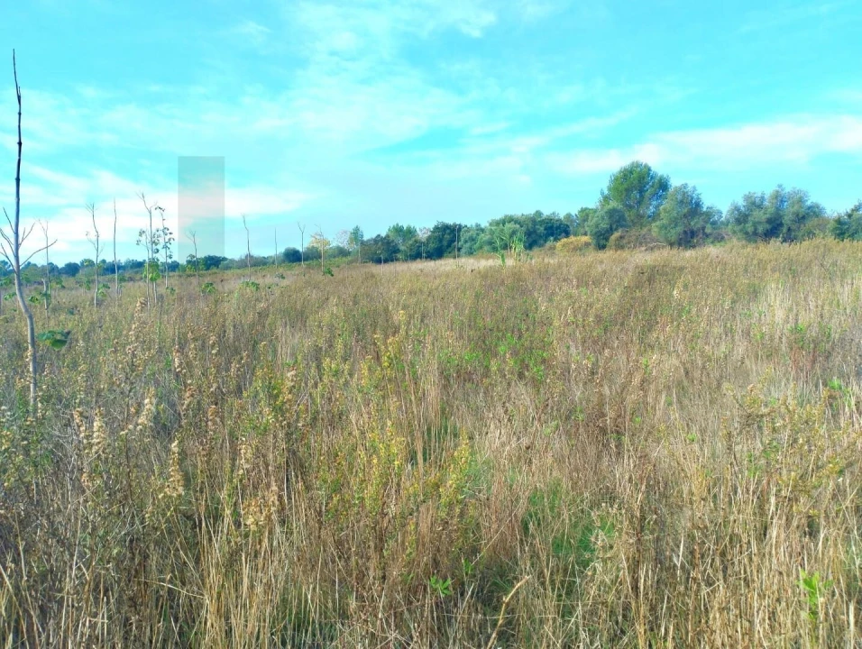 Terreno para Venda em Abrigada e Cabanas de Torres Foto 3