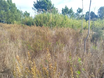 Terreno para Venda em Abrigada e Cabanas de Torres