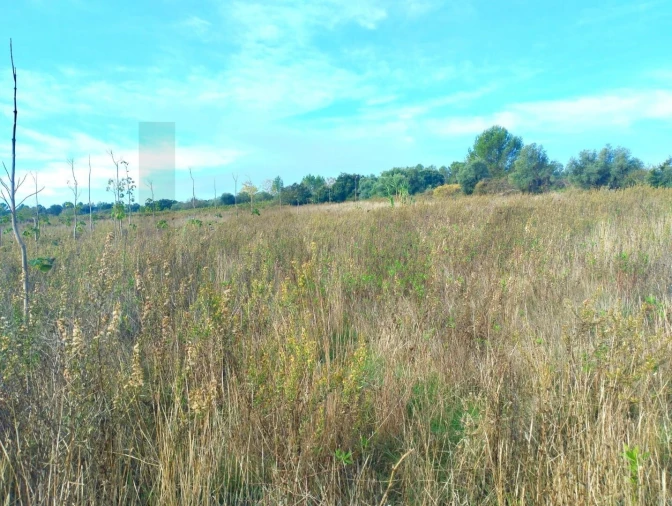 Terreno para Venda em Abrigada e Cabanas de Torres Foto 3