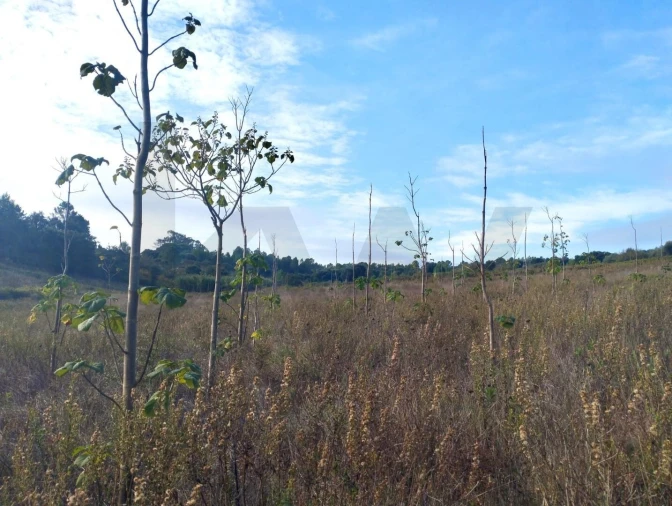 Terreno para Venda em Abrigada e Cabanas de Torres Foto 4