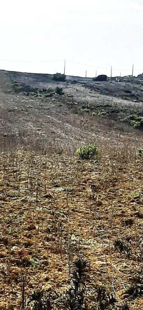 Terreno para Venda em Santa Maria e São Miguel, São Martinho, São Pedro Penaferrim