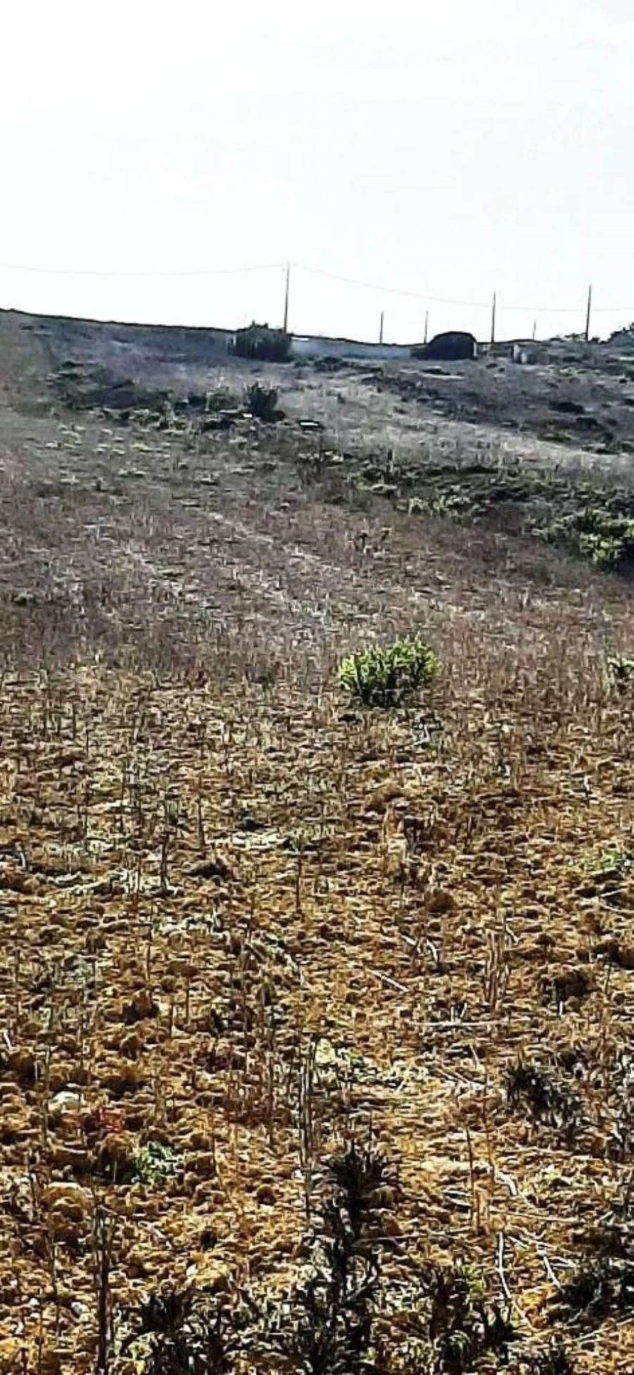 Terreno para Venda em Santa Maria e São Miguel, São Martinho, São Pedro Penaferrim Foto 3
