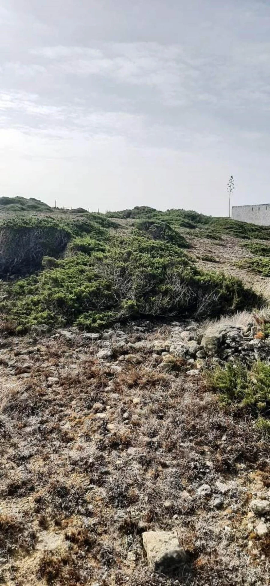 Terreno para Venda em Santa Maria e São Miguel, São Martinho, São Pedro Penaferrim Foto 9