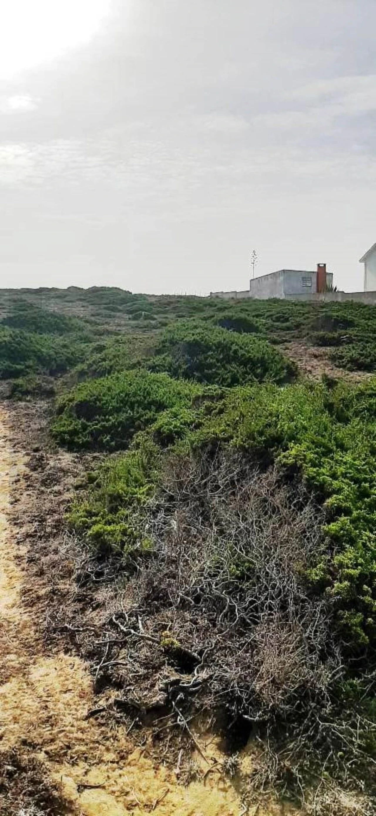 Terreno para Venda em Santa Maria e São Miguel, São Martinho, São Pedro Penaferrim Foto 10