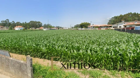 Terreno para Venda em Balazar