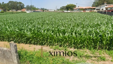 Terreno para Venda em Balazar