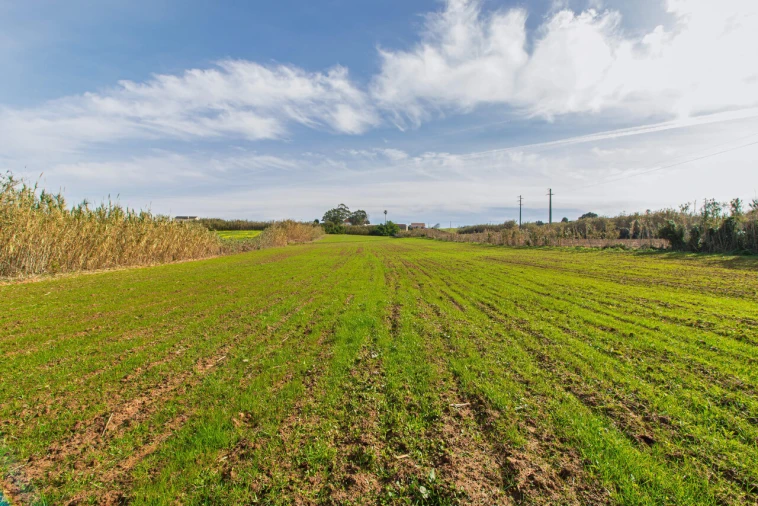 Terreno para Venda em Ericeira Foto 8