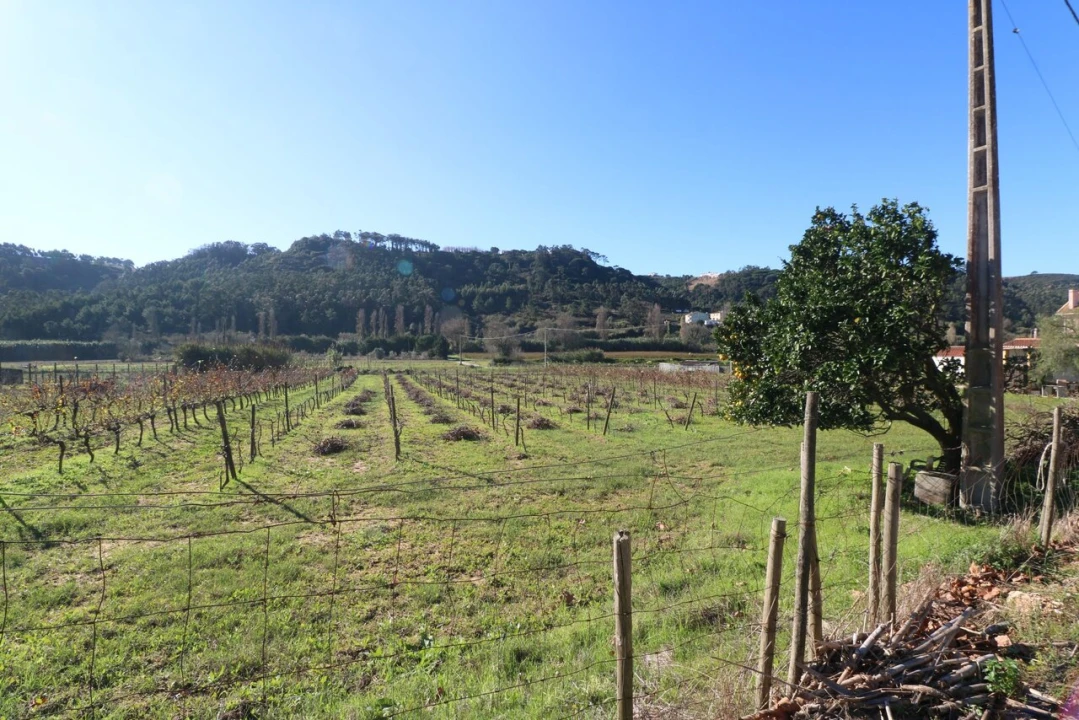 Quinta T6 para Venda em Ericeira Foto 61