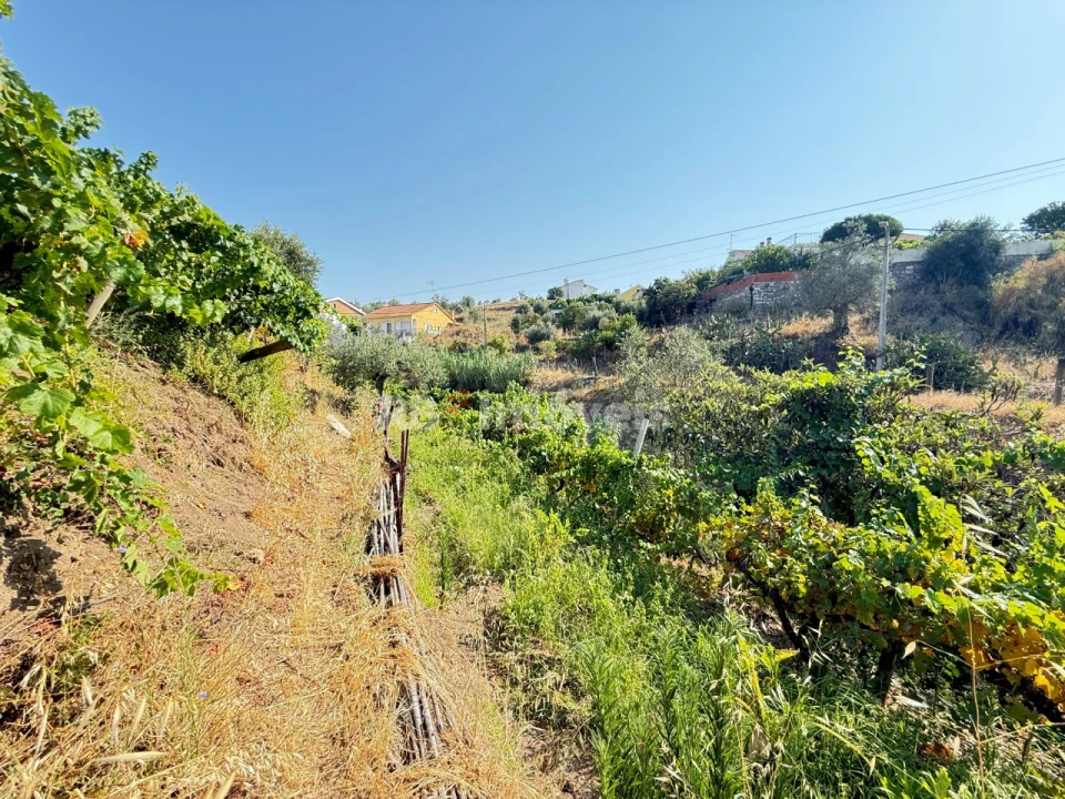 Terreno Agricola ou Rústico para Venda em Tancos Foto 2