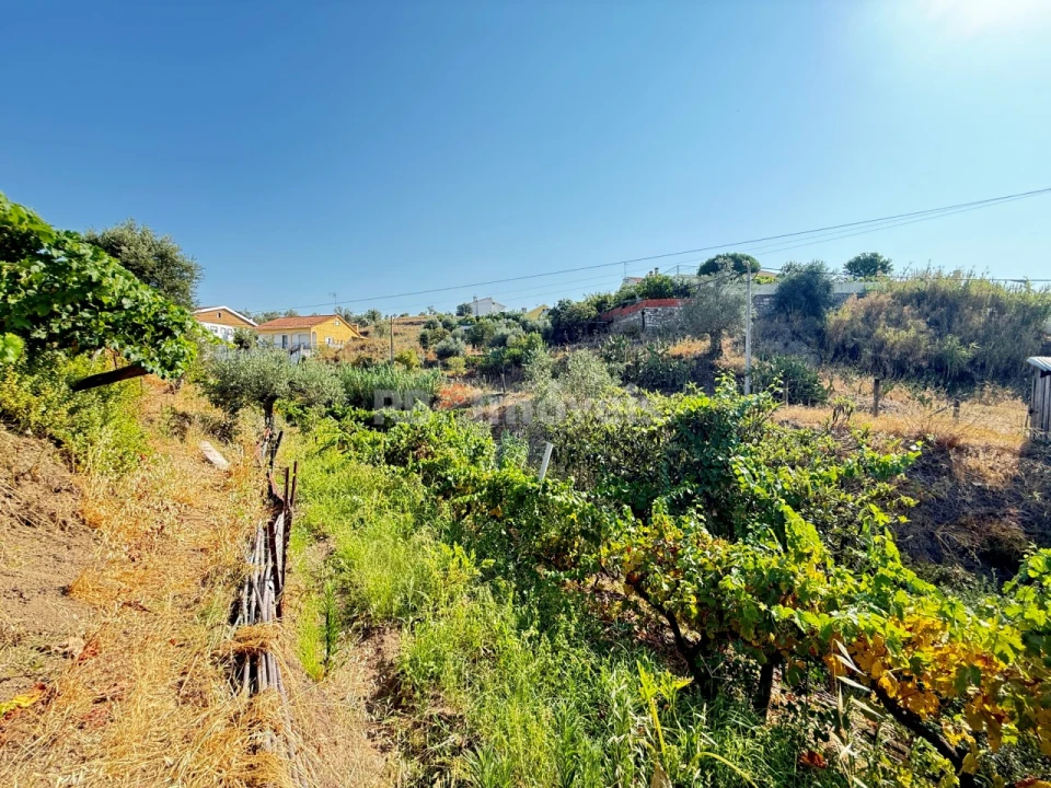 Terreno Agricola ou Rústico para Venda em Tancos Foto 5