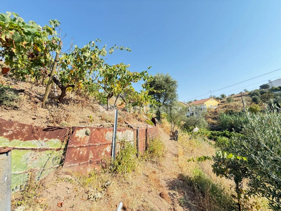 Terreno Agricola ou Rústico para Venda em Tancos Foto 6