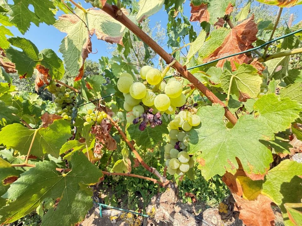 Terreno Agricola ou Rústico para Venda em Tancos Foto 9