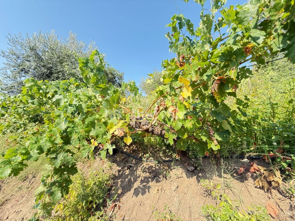 Terreno Agricola ou Rústico para Venda em Tancos Foto 11