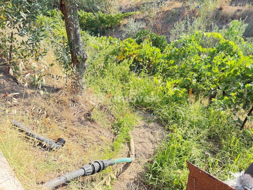 Terreno Agricola ou Rústico para Venda em Tancos Foto 12