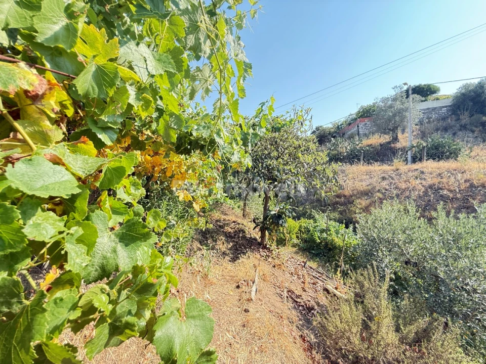 Terreno Agricola ou Rústico para Venda em Tancos Foto 13